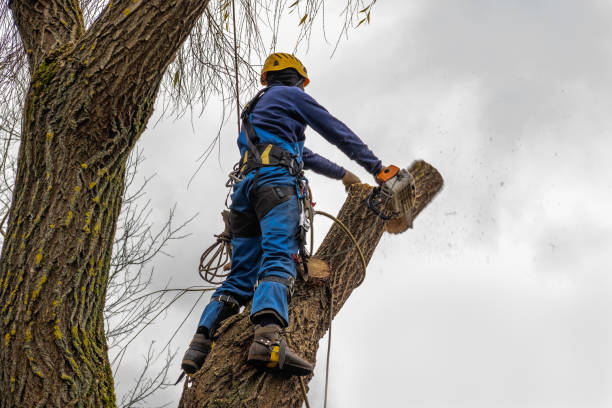 How Our Tree Care Process Works  in  Pinetop Lakeside, AZ